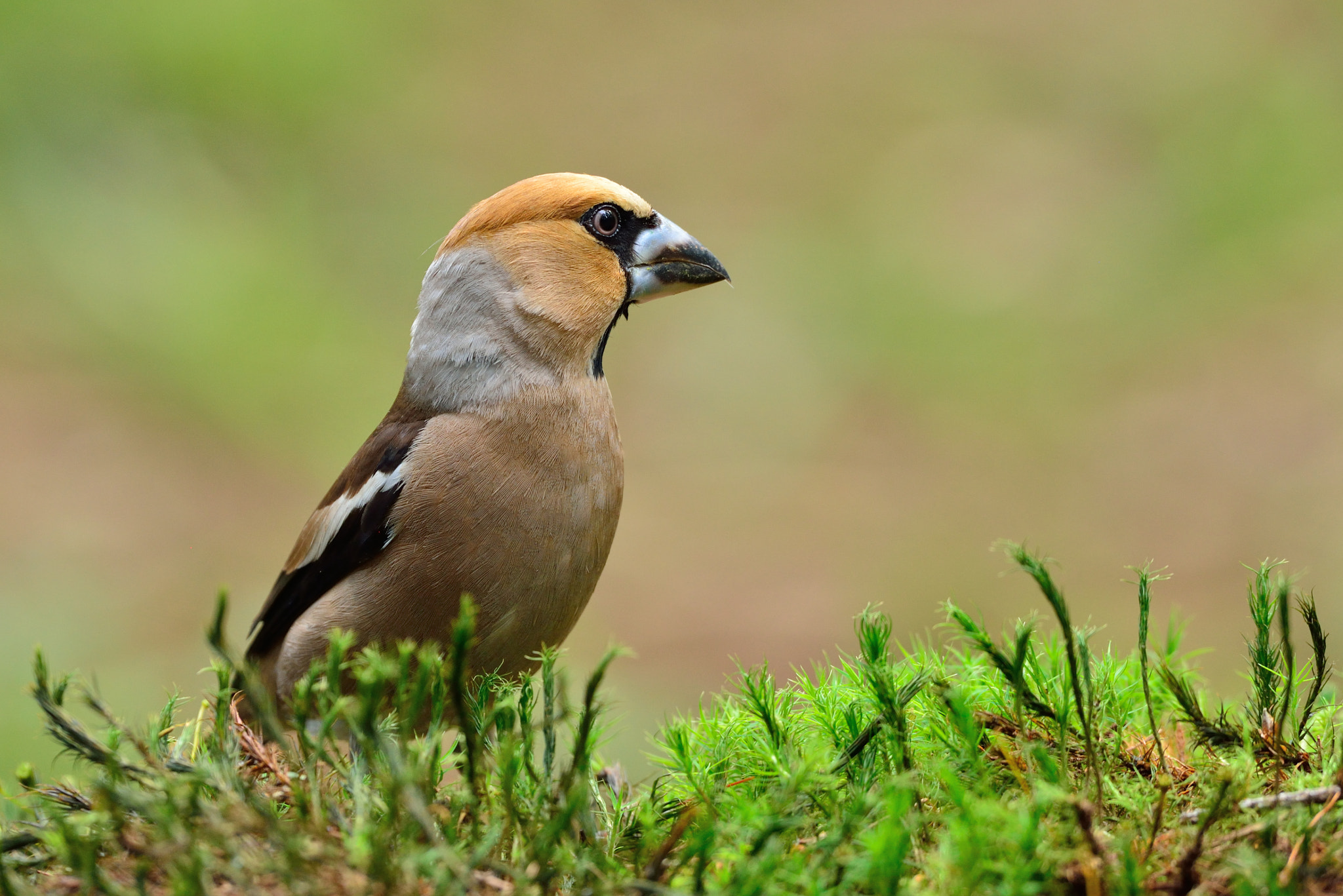 Nikon D600 + Nikon AF-S Nikkor 500mm F4G ED VR sample photo. Appelvink photography
