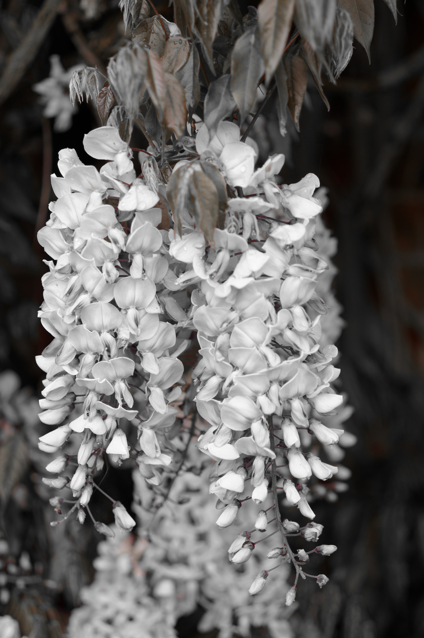 Pentax smc D-FA 50mm F2.8 Macro sample photo. Wisteria photography
