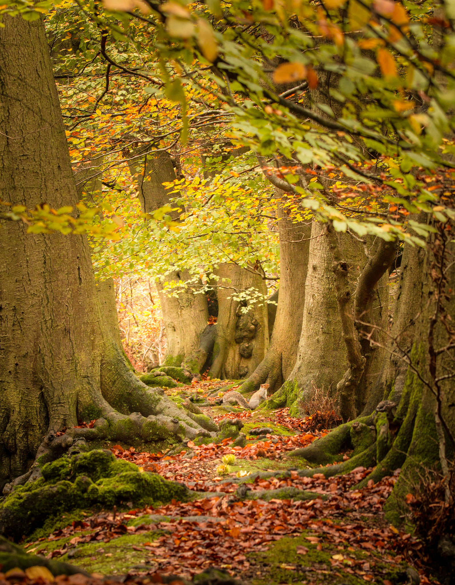 Canon EF 70-200mm F2.8L IS II USM sample photo. Squirell avenue photography