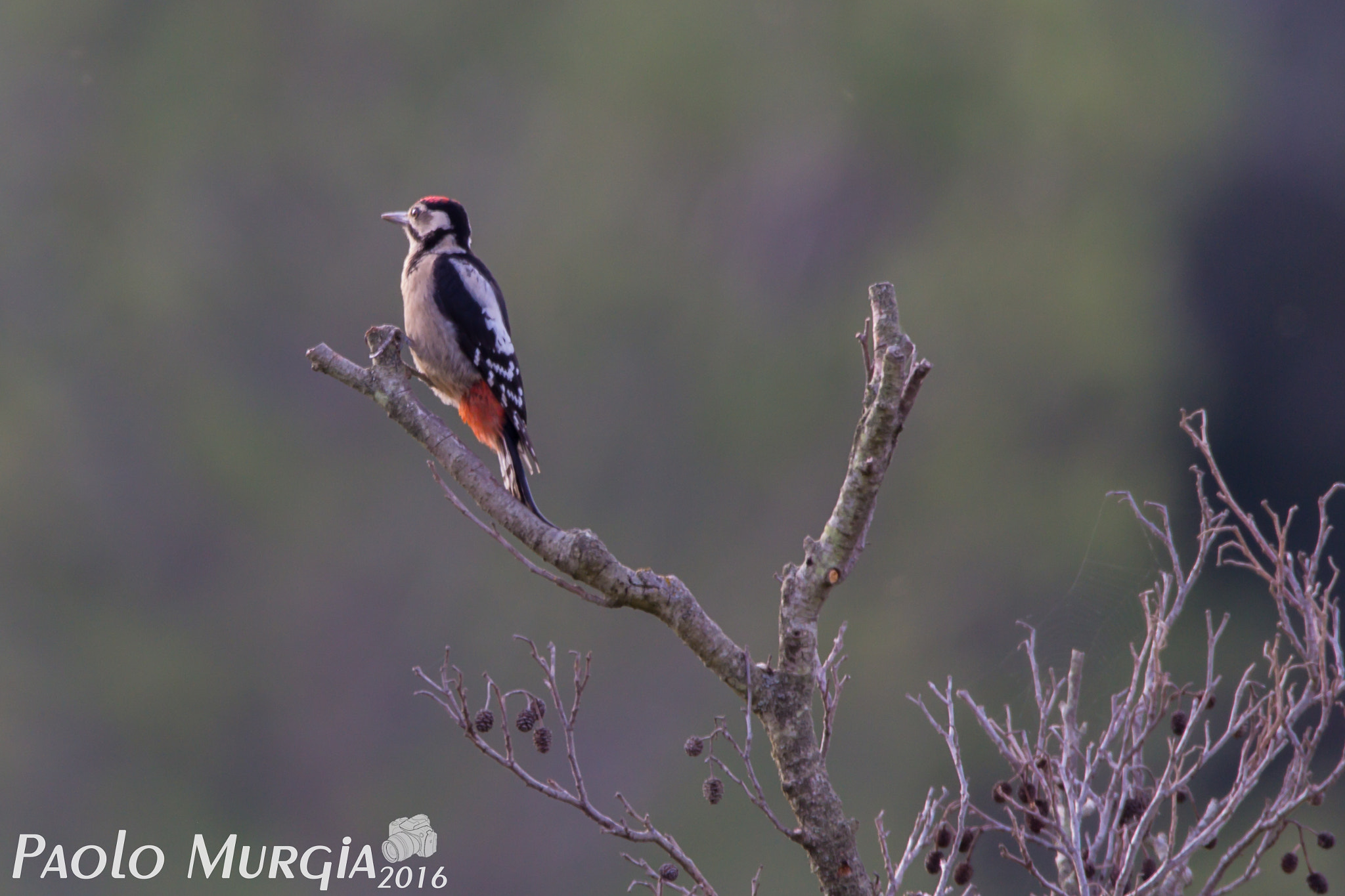 150-600mm F5-6.3 DG OS HSM | Sports 014 sample photo. Picchio rosso photography