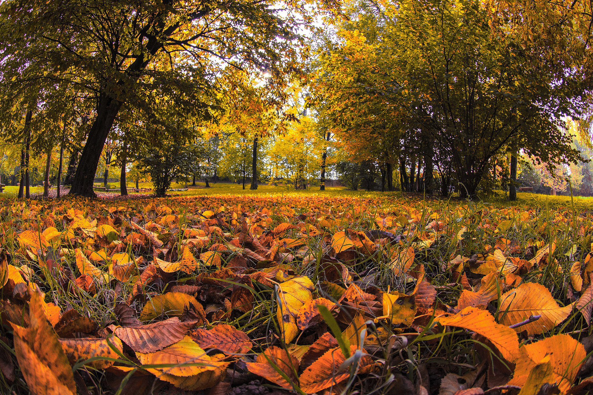 Nikon AF DX Fisheye-Nikkor 10.5mm F2.8G ED sample photo. 2.jpg photography