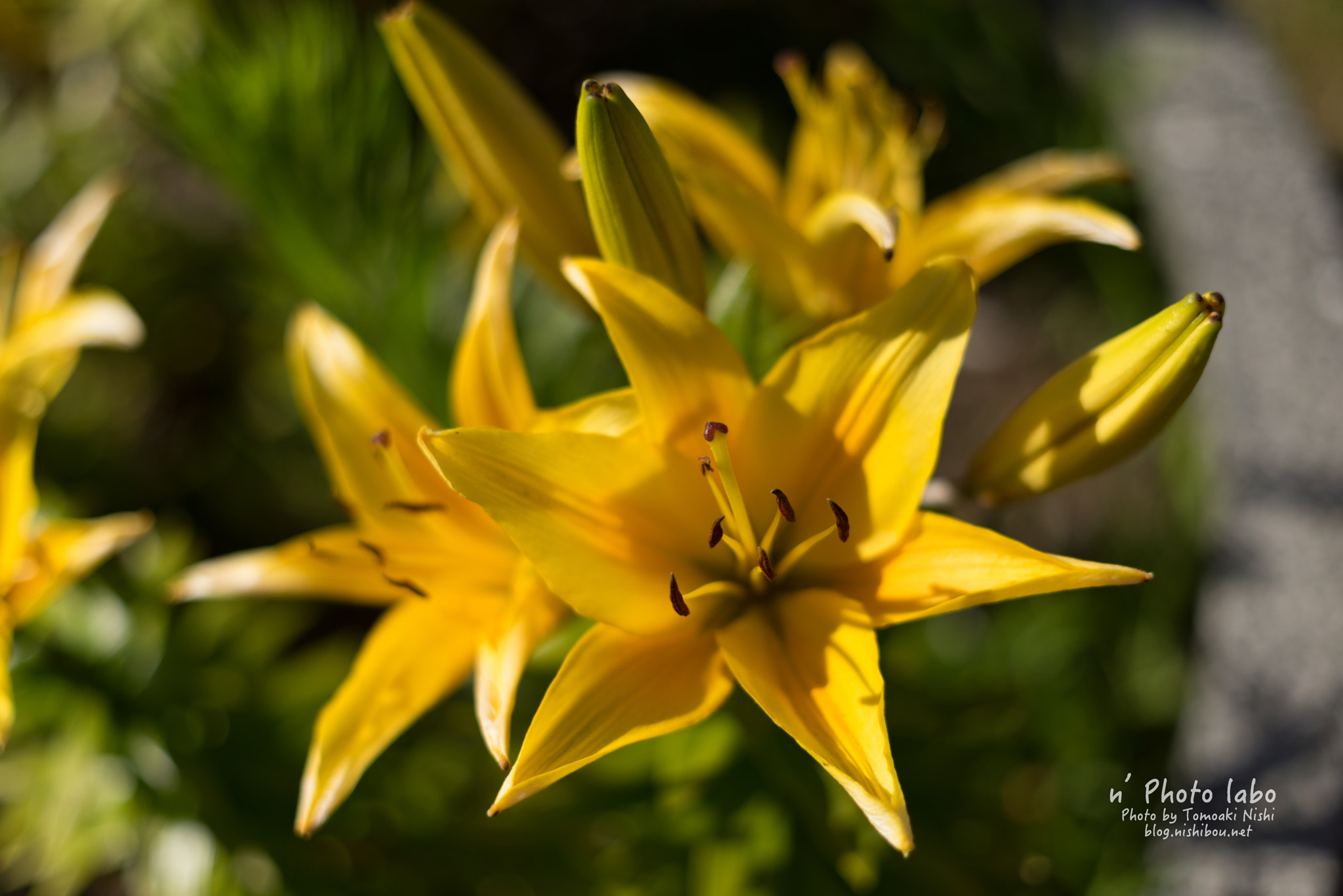 E 50mm F2 sample photo. 黄色い花 photography