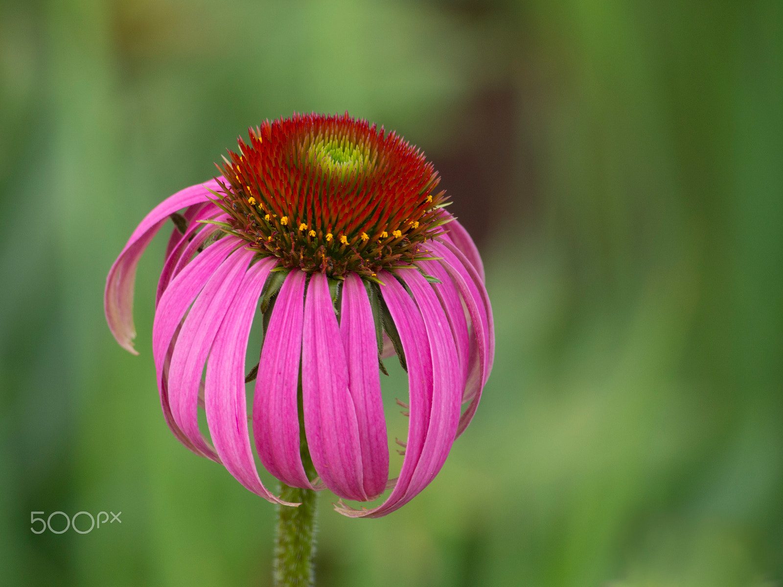Olympus PEN E-PL5 sample photo. Equinaceae flower photography