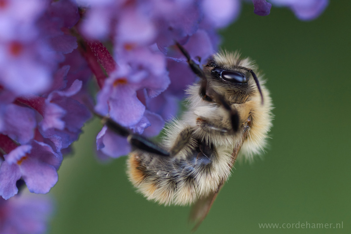 Sony SLT-A77 + Tamron SP AF 90mm F2.8 Di Macro sample photo. Fluffy stuf photography