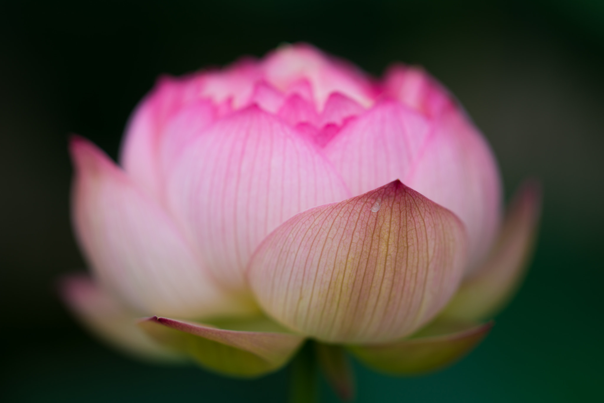 Sony Sonnar T* 135mm F1.8 ZA sample photo. Low light photography