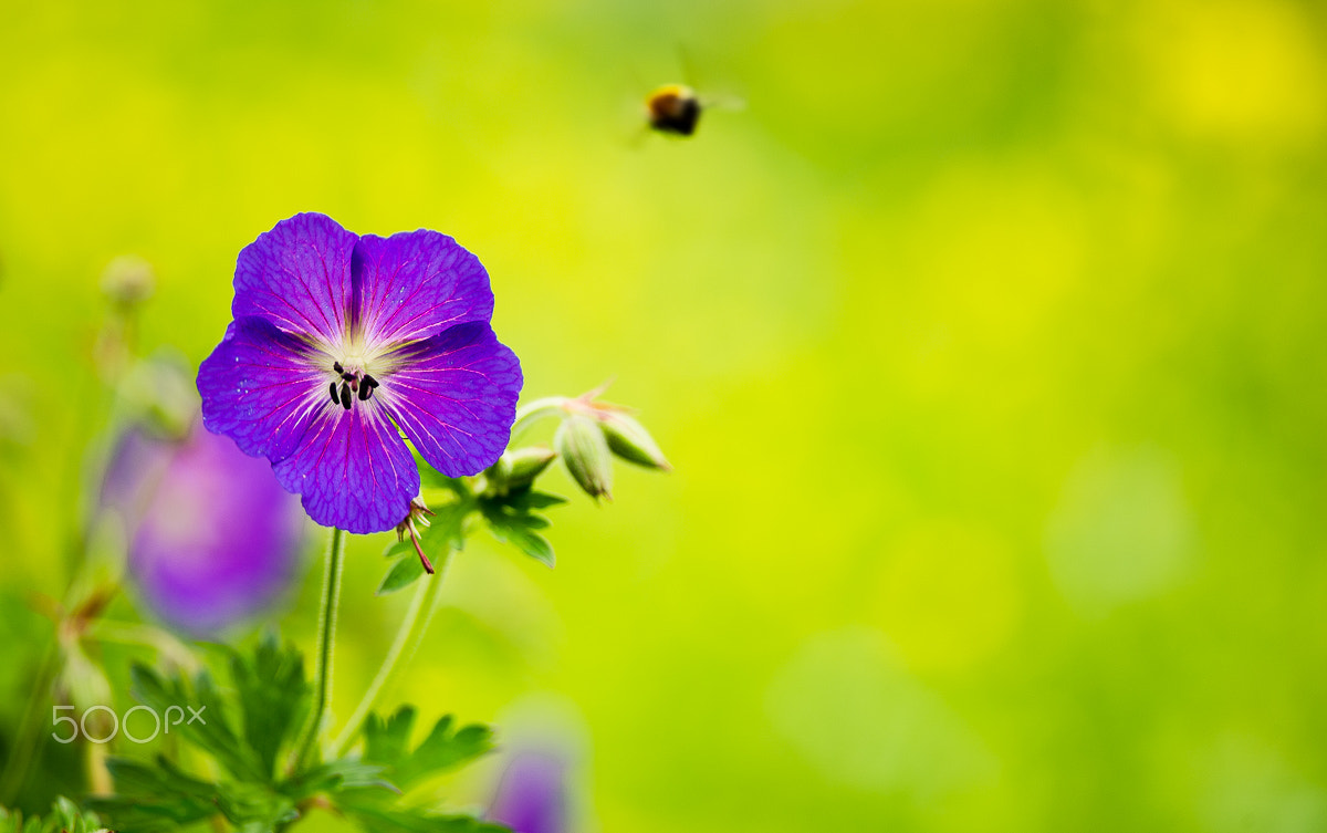 Nikon D3S + Nikon AF-S Nikkor 300mm F4D ED-IF sample photo. Flower and bee photography