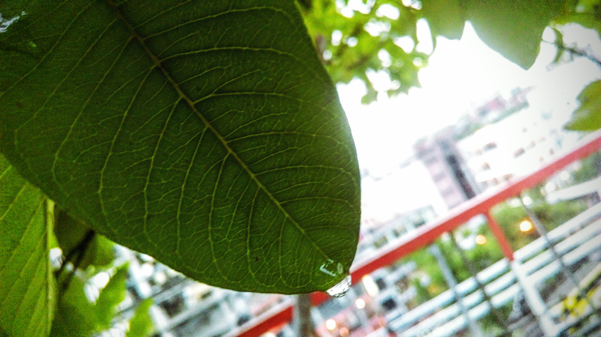 HTC DESIRE 820 DUAL SIM sample photo. The last drop photography