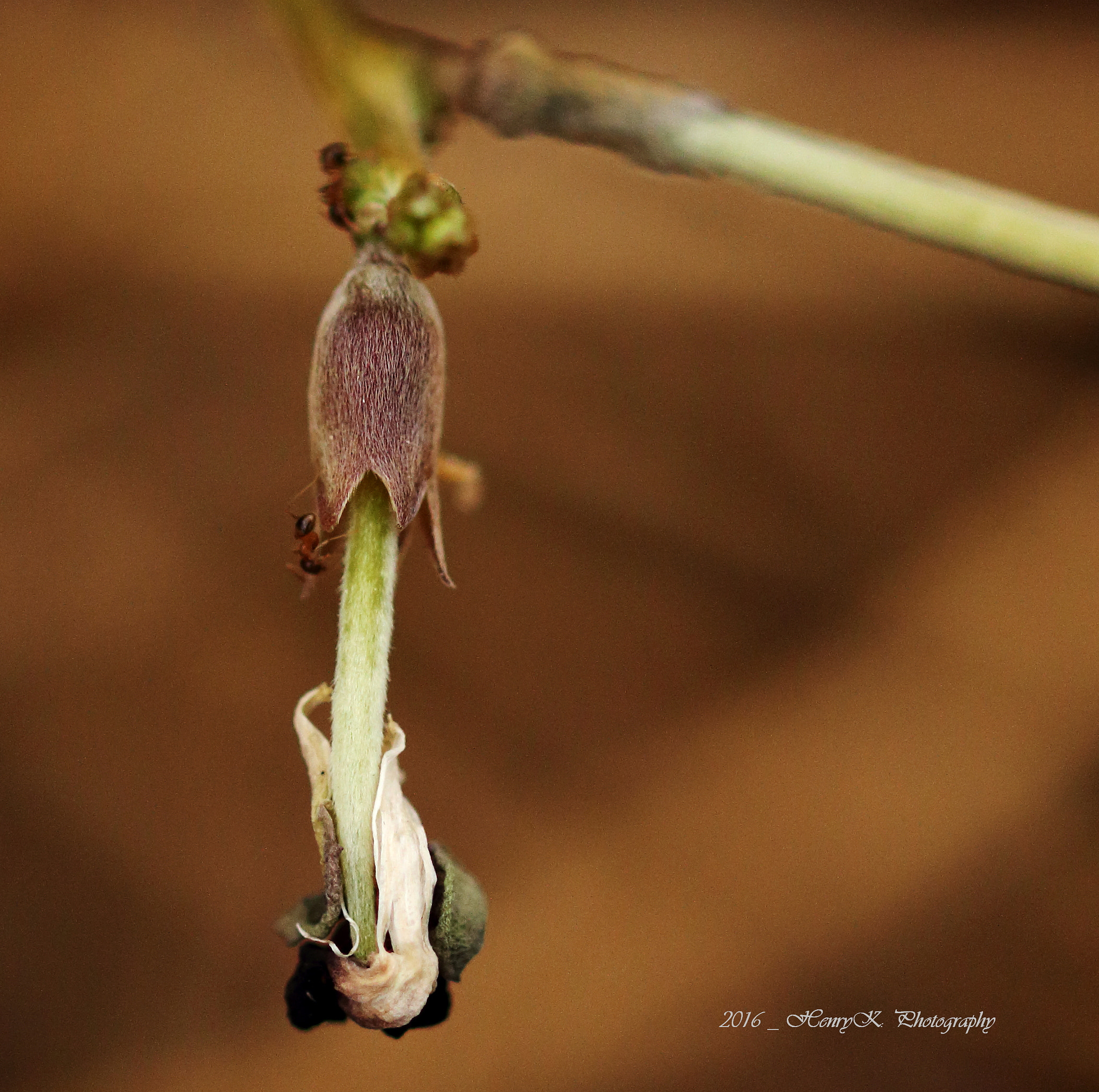 Canon 105mm sample photo. Perched at the edge photography