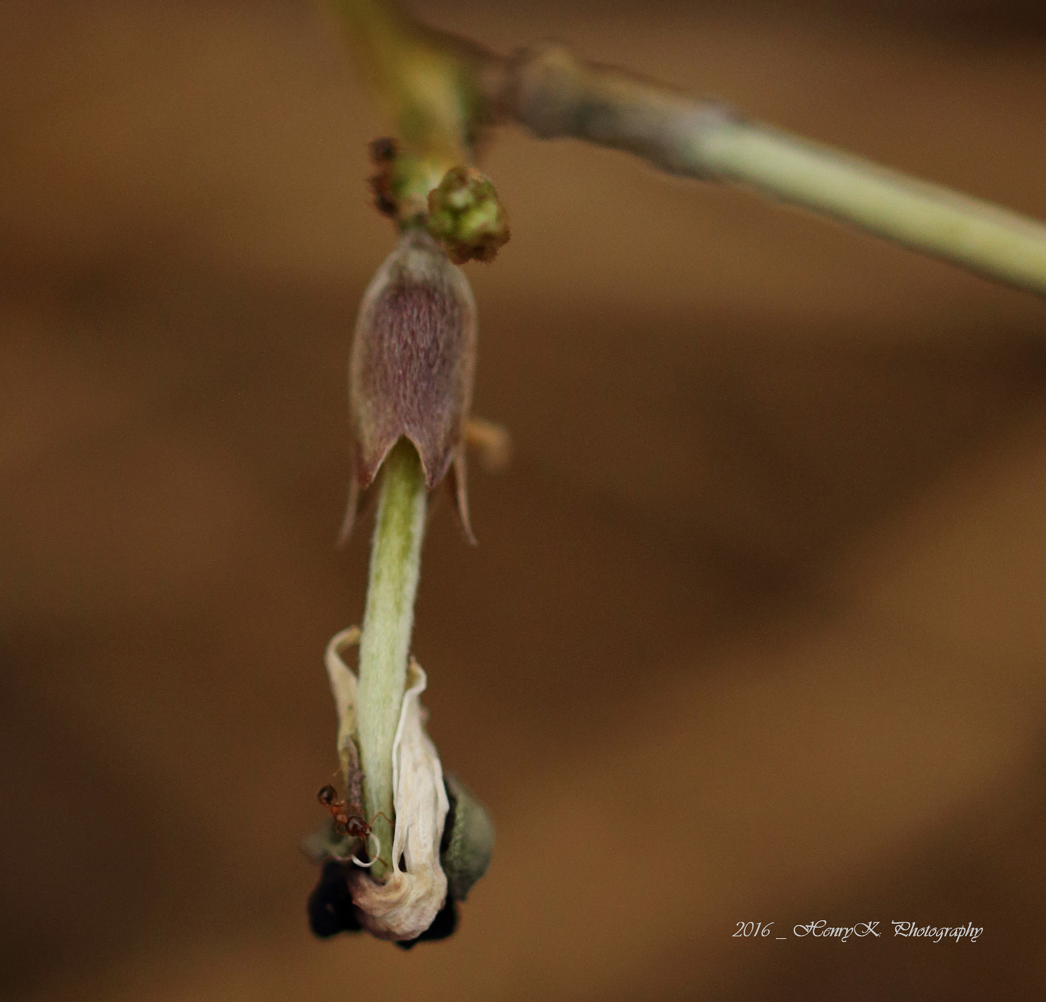 Canon 105mm sample photo. Perching at the edge ii photography