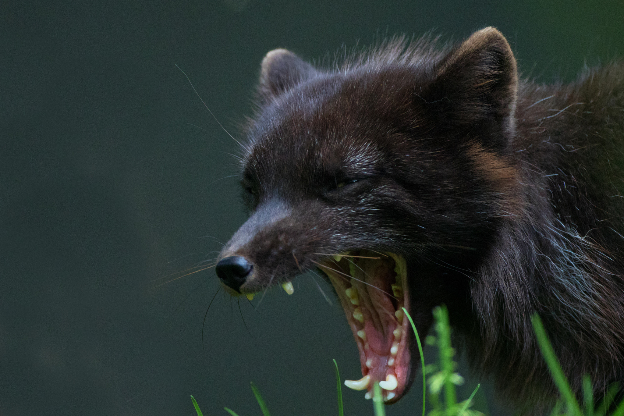 Canon EOS 80D + Canon EF 500mm F4L IS USM sample photo. Arctic fox growl photography