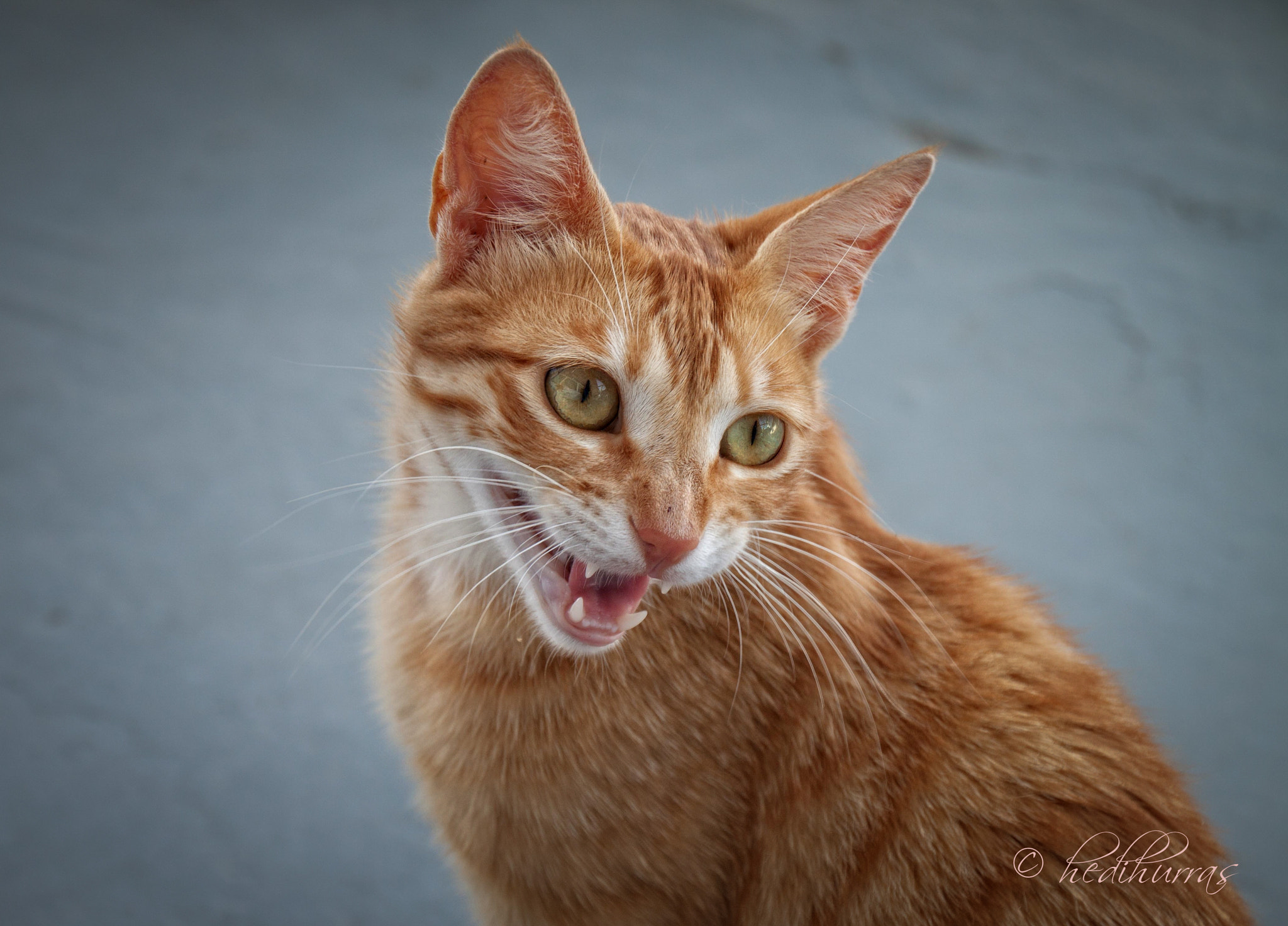 Canon EOS 500D (EOS Rebel T1i / EOS Kiss X3) sample photo. Rhodian cat photography