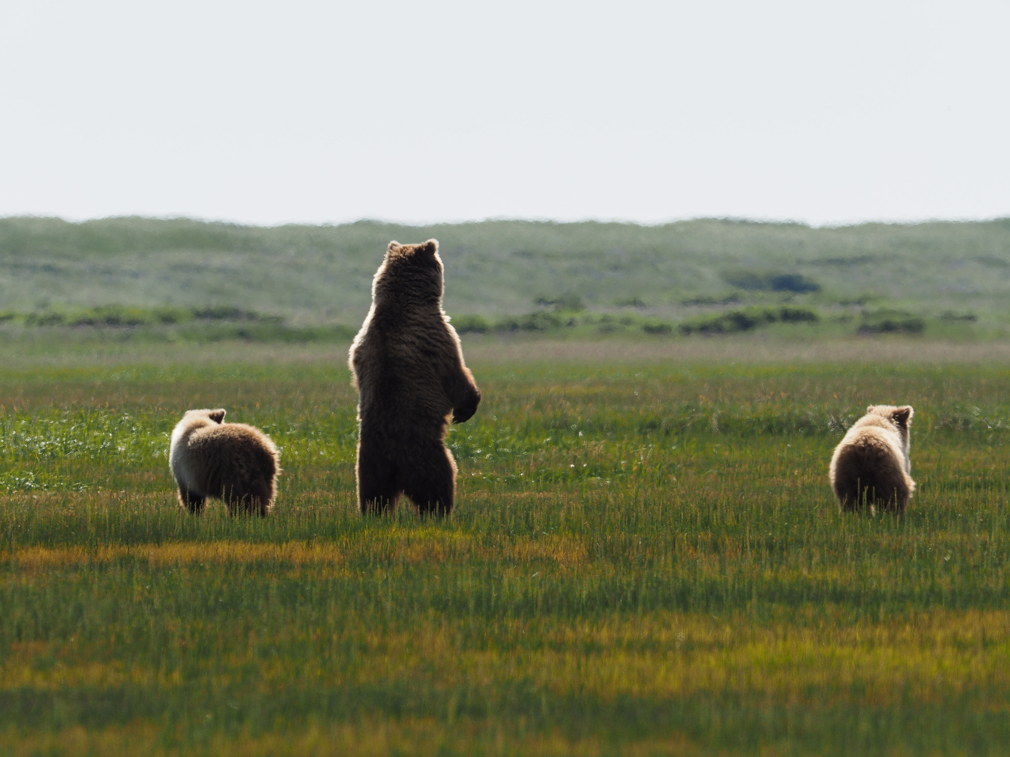 Olympus OM-D E-M1 + M.300mm F4.0 + MC-14 sample photo. Coastal brown bear photography