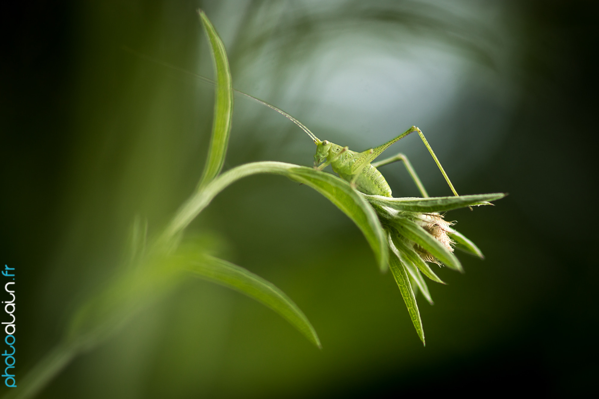Sony SLT-A77 + Sony 100mm F2.8 Macro sample photo. Grasshopper - sauterelle photography