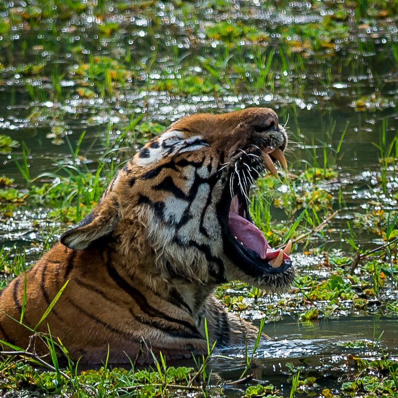 Nikon AF-S Nikkor 300mm F4D ED-IF sample photo. Yawn photography