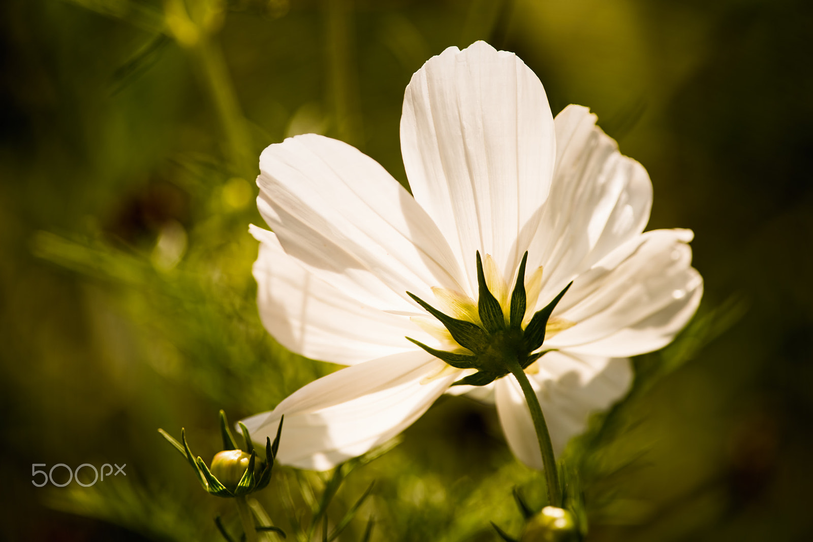 Nikon D810 sample photo. The morning stretch 0720 photography