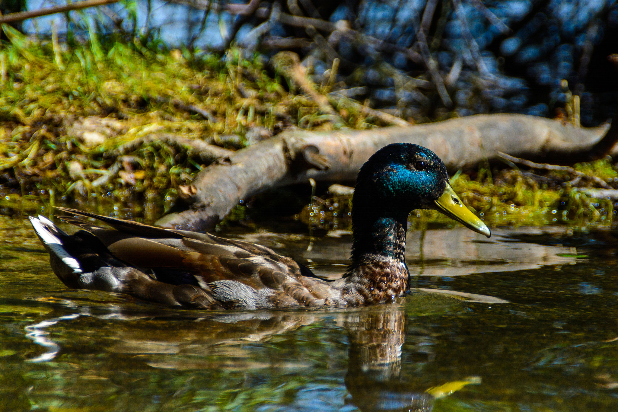Sigma 18-250mm F3.5-6.3 DC OS HSM sample photo. Anas platyrhynchos erpel photography