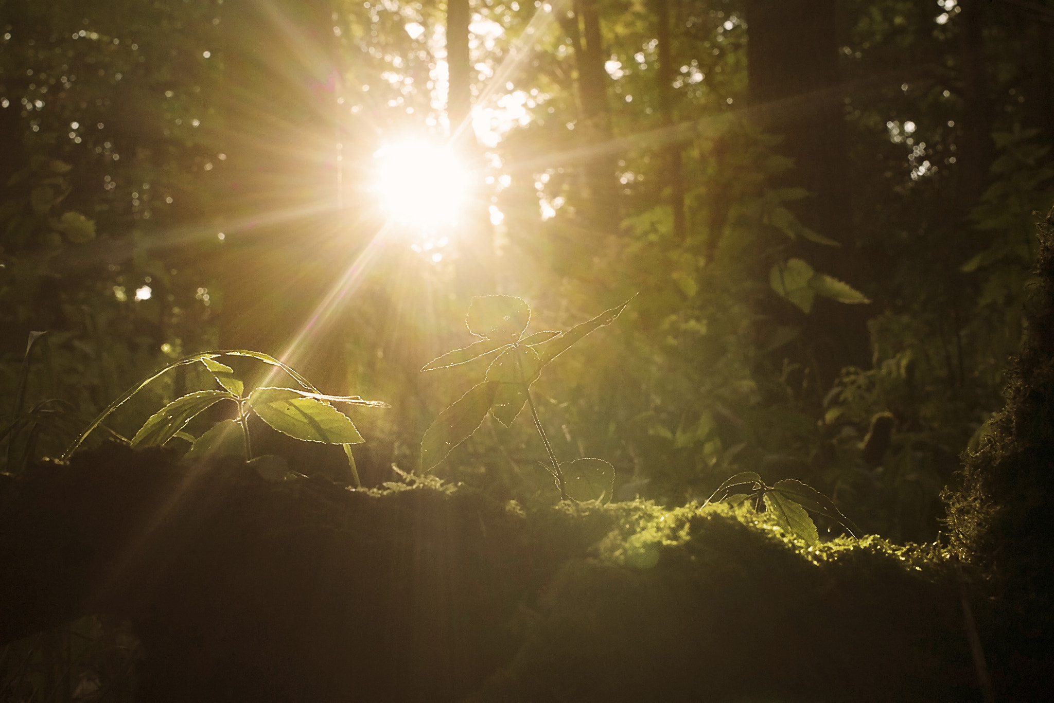 Panasonic Lumix DMC-GF6 + Sigma 30mm F2.8 DN Art sample photo. Forest sunburst photography