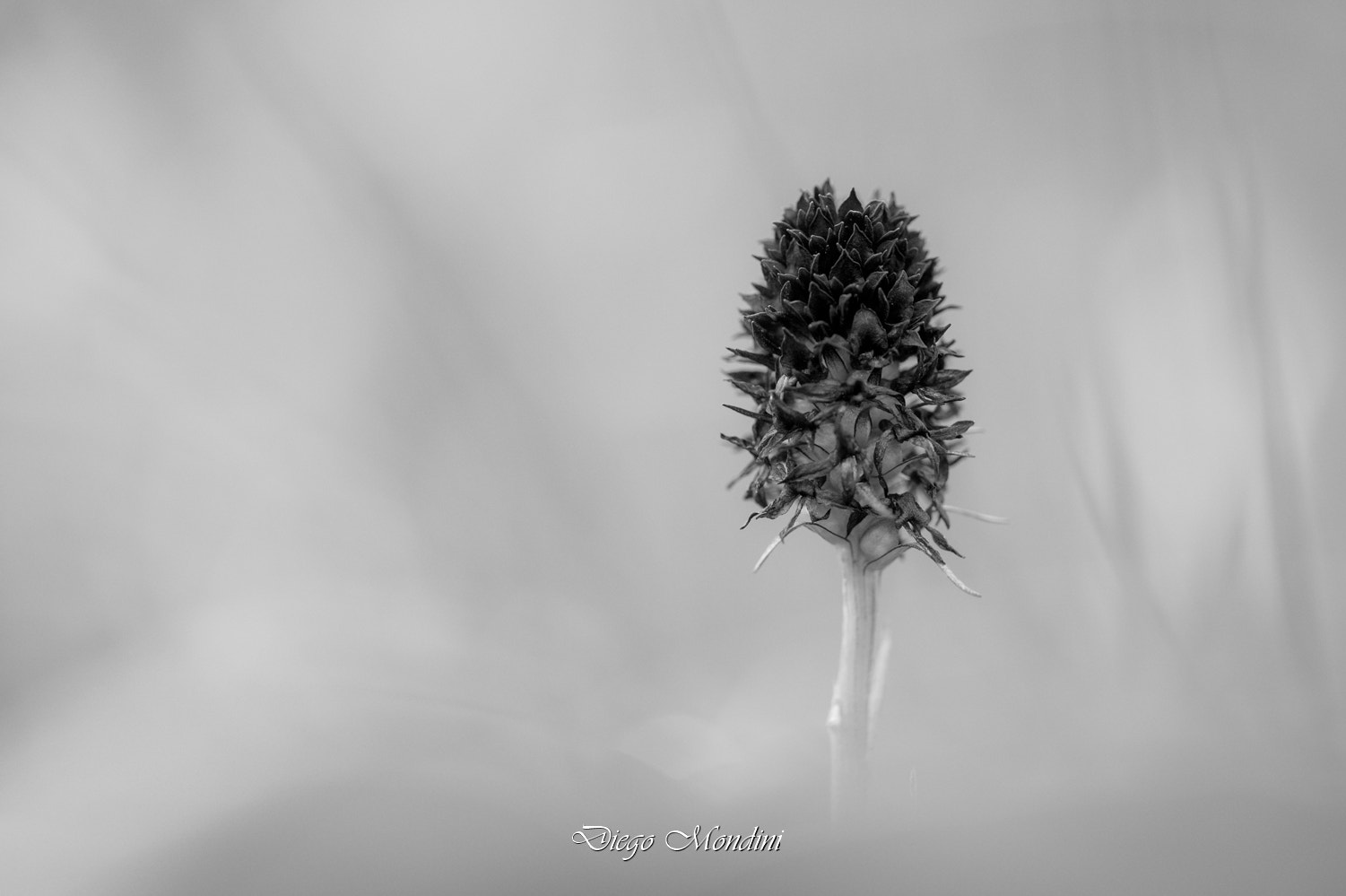 Sigma 150mm F2.8 EX DG Macro HSM sample photo. Nigritella in bianco e nero photography