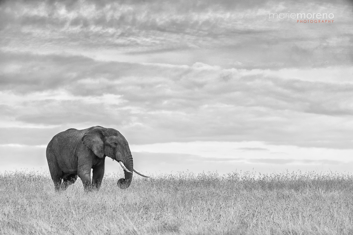 Canon EF 200-400mm F4L IS USM Extender 1.4x sample photo. A giant in mara north photography