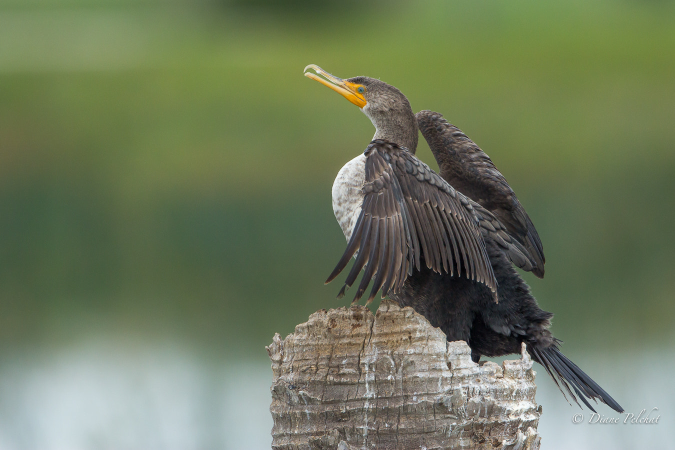 Canon EOS 60D + Canon EF 300mm F2.8L IS II USM sample photo. Double-crested cormorant photography