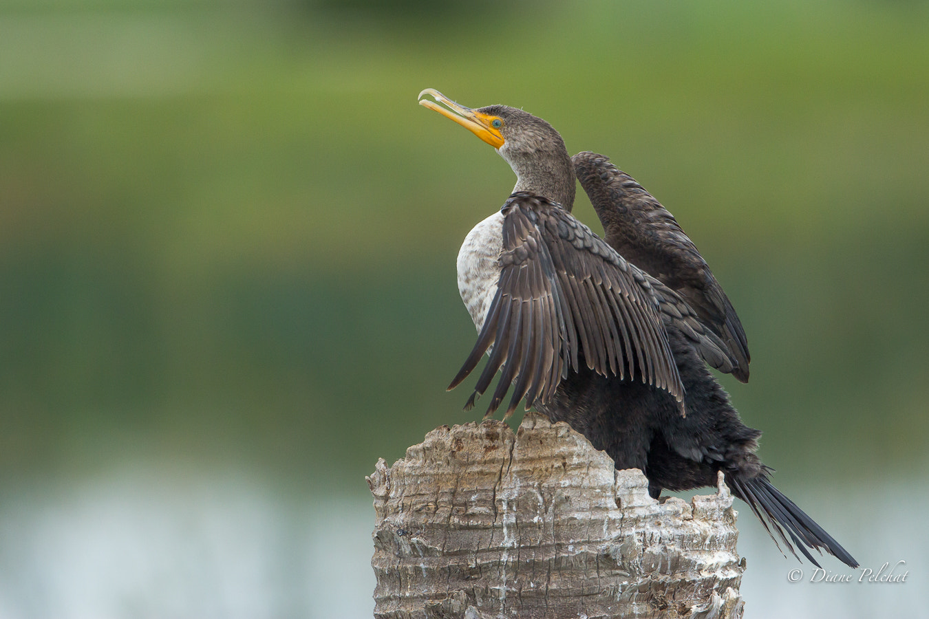 Canon EF 300mm F2.8L IS II USM sample photo. Double-crested cormorant photography