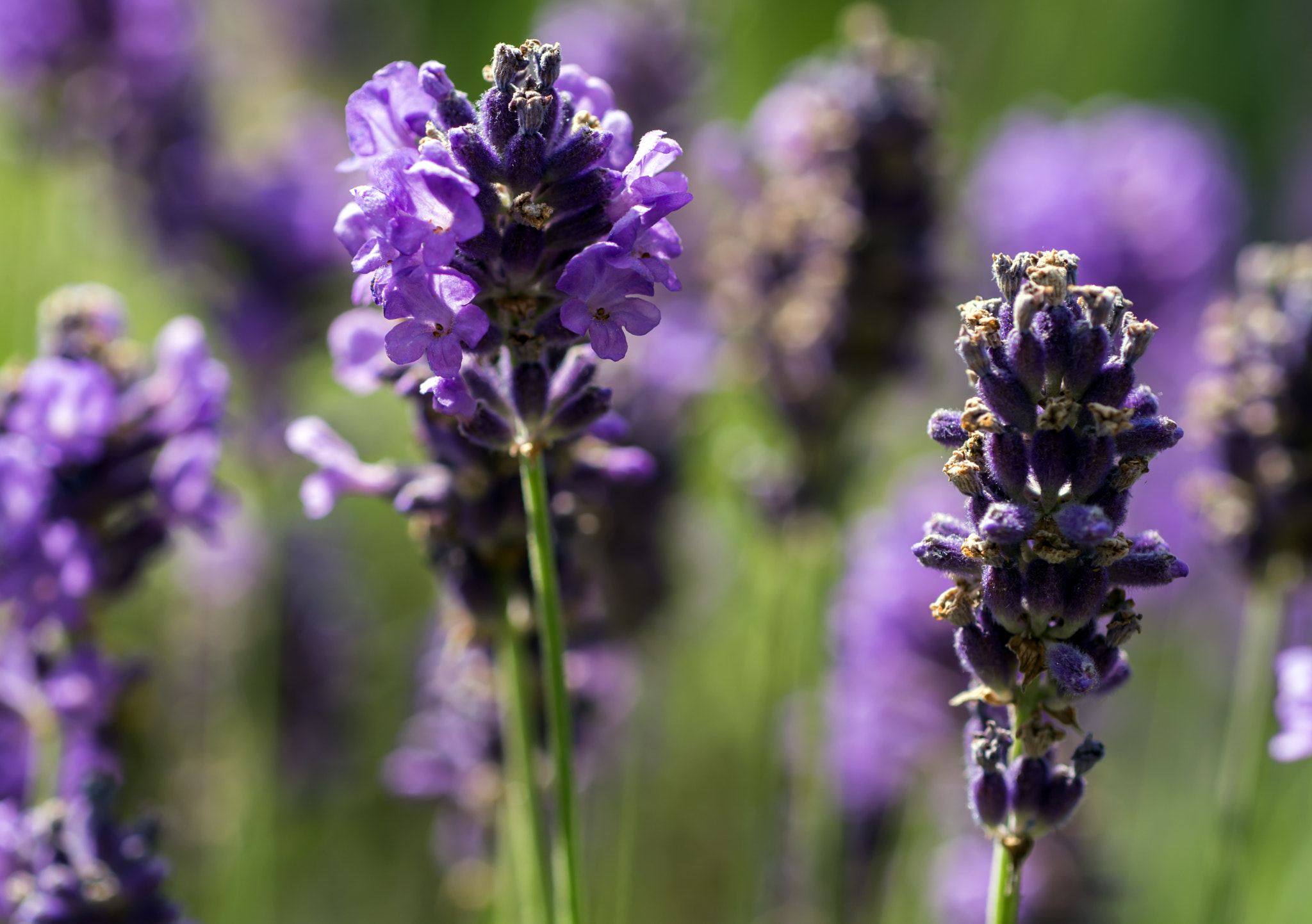 Nikon D7100 + AF Micro-Nikkor 60mm f/2.8 sample photo. Perfume overload! photography