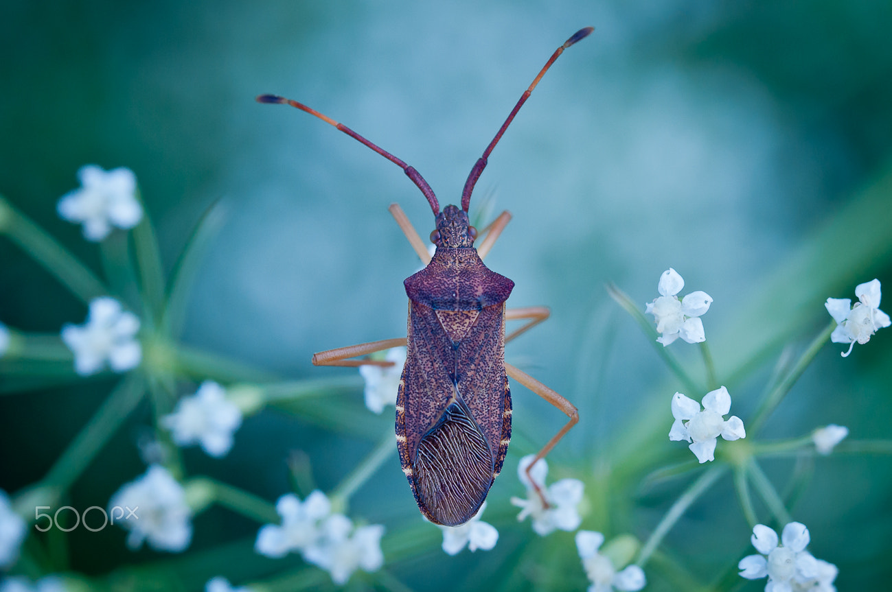 Nikon D5000 sample photo. Bug photography