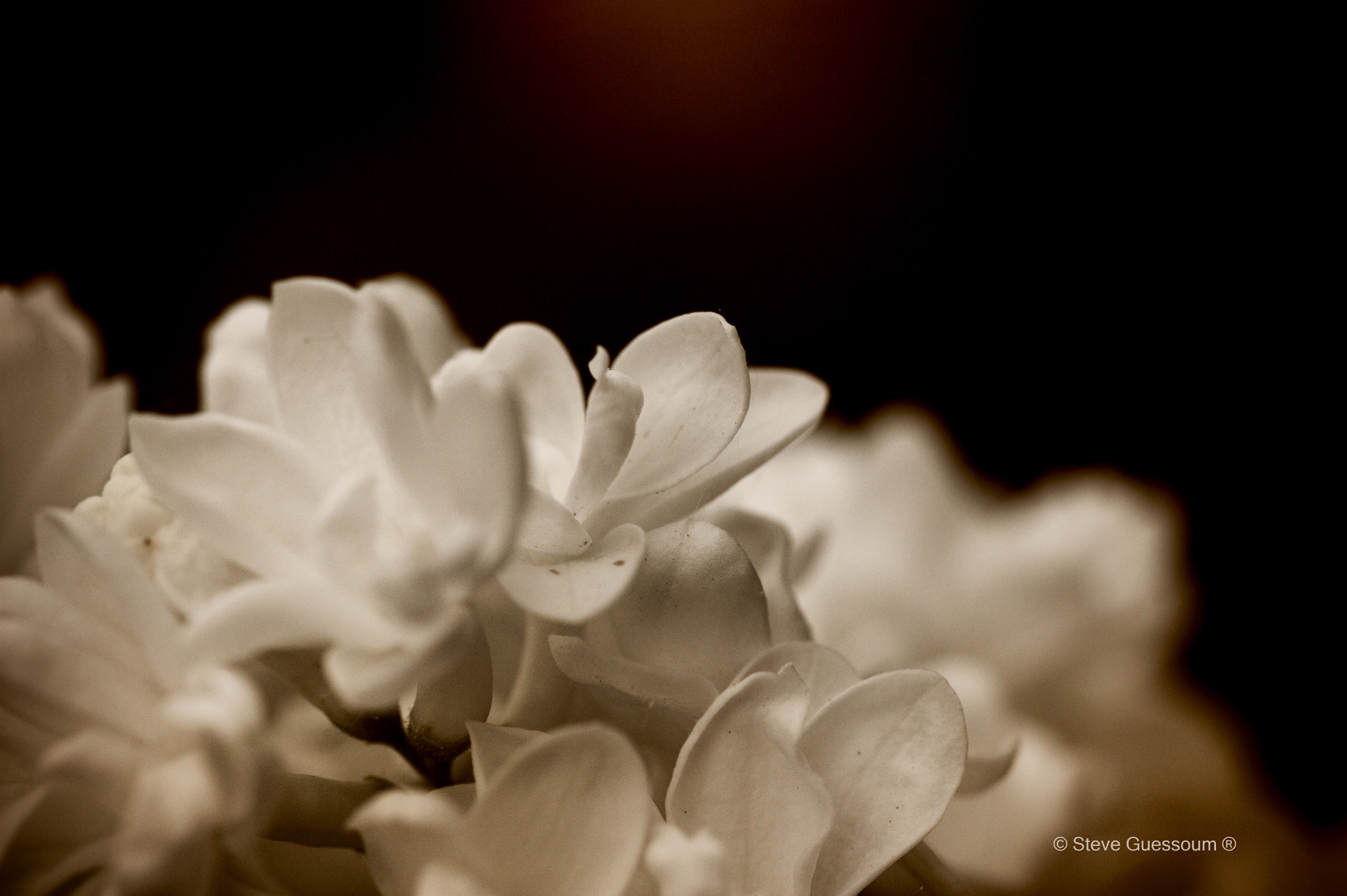 Sigma 50mm f/1.4 EX DG HSM + 1.4x sample photo