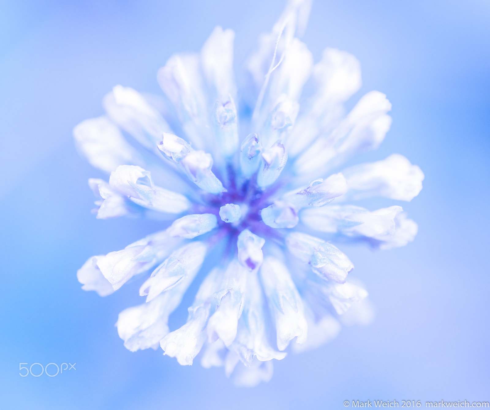 Sigma 105mm F2.8 EX DG OS HSM sample photo. Blue shift photography
