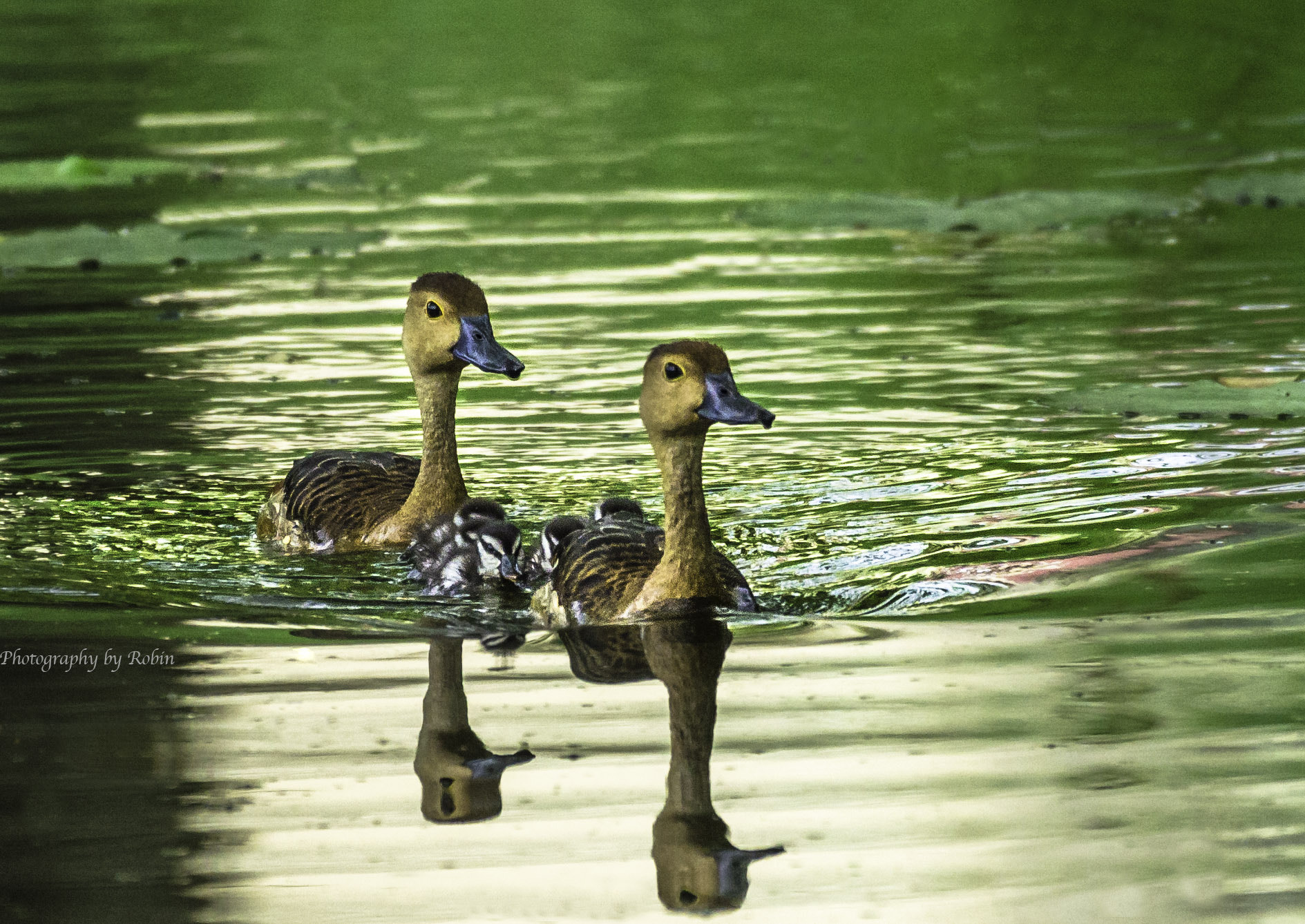 Nikon AF-S Nikkor 200-500mm F5.6E ED VR sample photo. Parenting photography