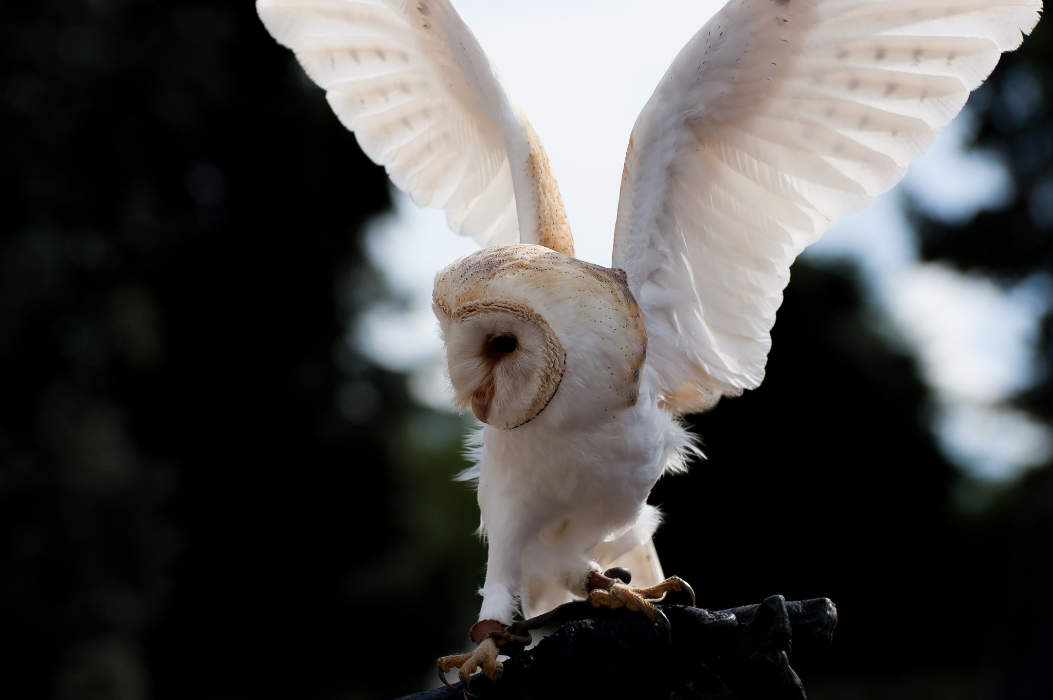 Nikon D50 sample photo. Angel photography