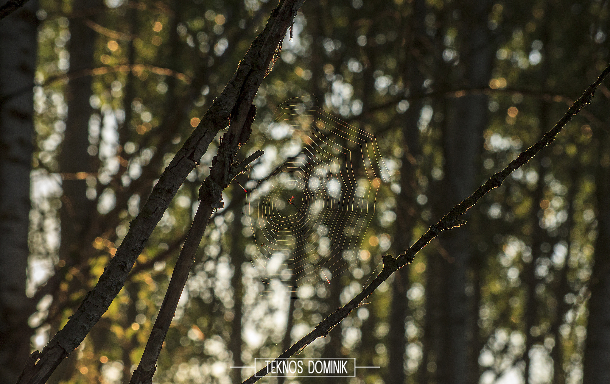 Sigma 55-200mm f/4-5.6 DC sample photo. Csapda (ambush) photography
