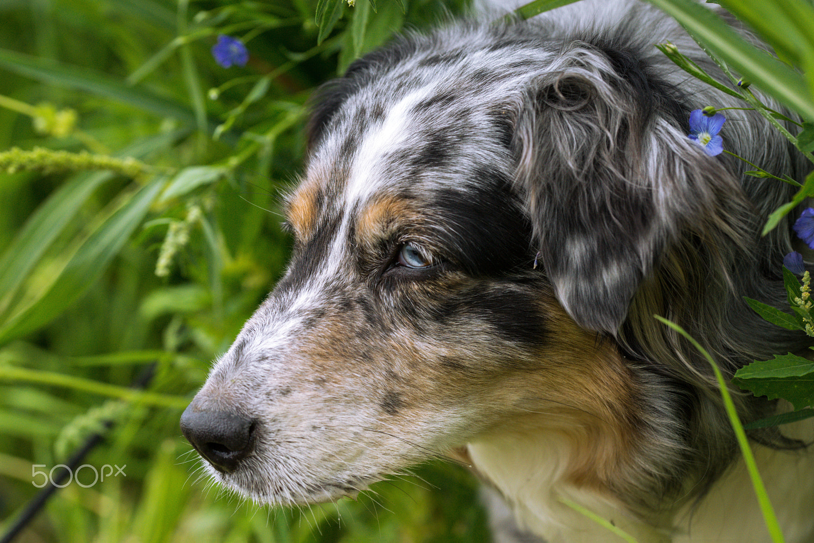Sony a99 II + 105mm F2.8 sample photo. Face photography