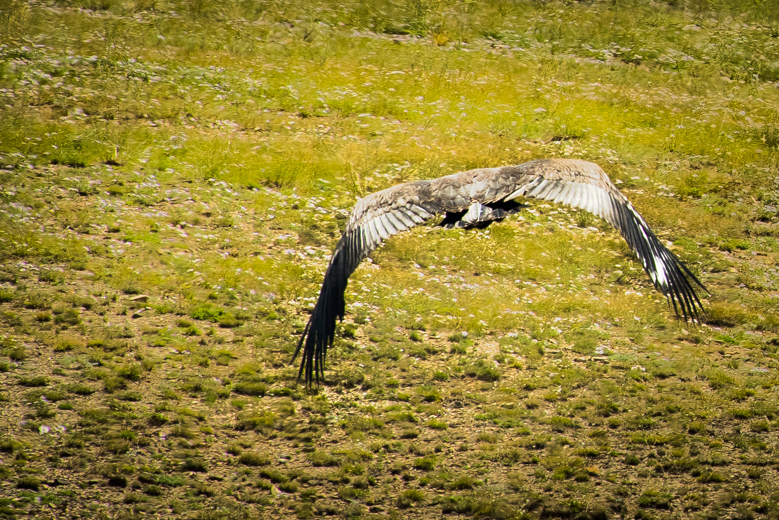 AF Zoom-Nikkor 80-200mm f/2.8 ED sample photo