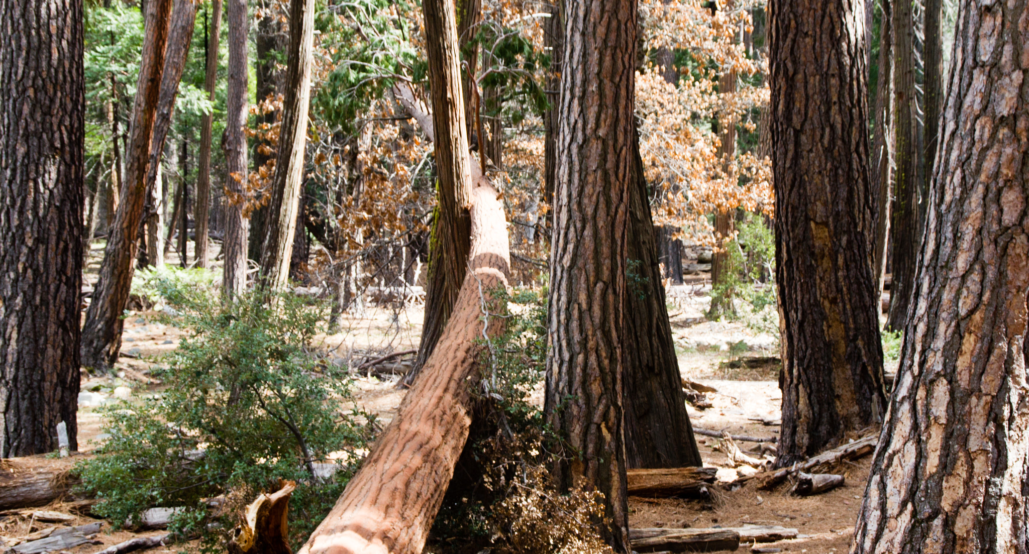 Sony Alpha DSLR-A500 + Tamron AF 28-105mm F4-5.6 [IF] sample photo. Yosemite national park photography