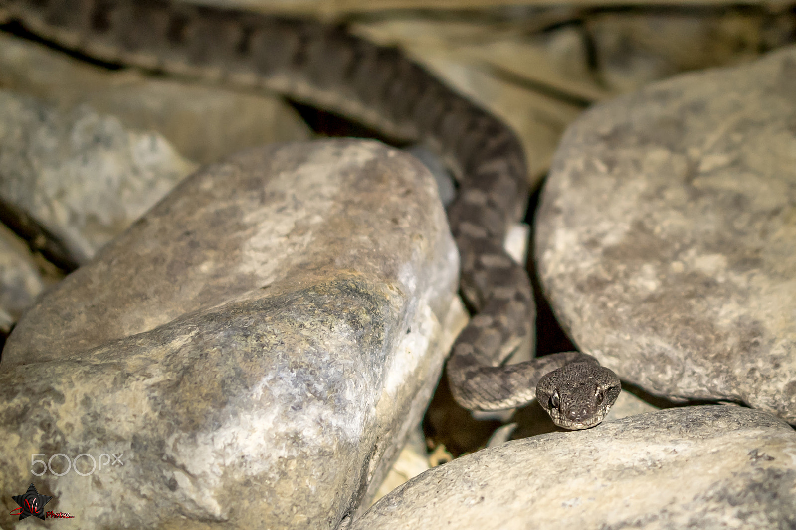 Nikon D5 sample photo. Oman carpet viper photography