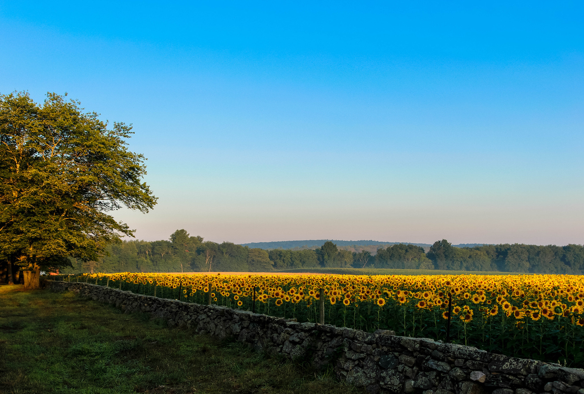 Canon EOS 1200D (EOS Rebel T5 / EOS Kiss X70 / EOS Hi) sample photo. Sunflowers at sunrise photography