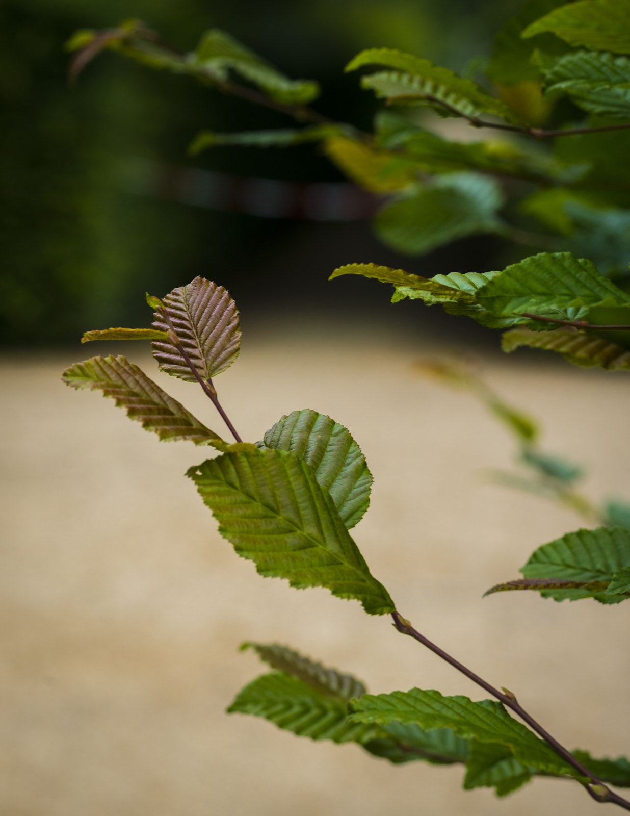 Sony a7R II + Sony DT 50mm F1.8 SAM sample photo. *** photography