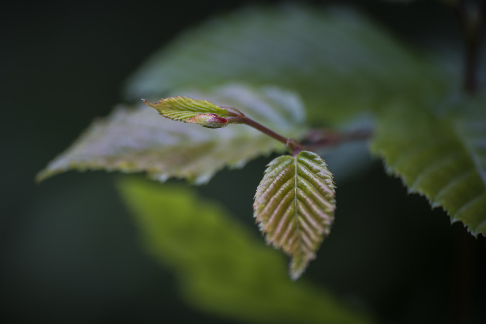 Tamron 18-270mm F3.5-6.3 Di II PZD sample photo. *** photography