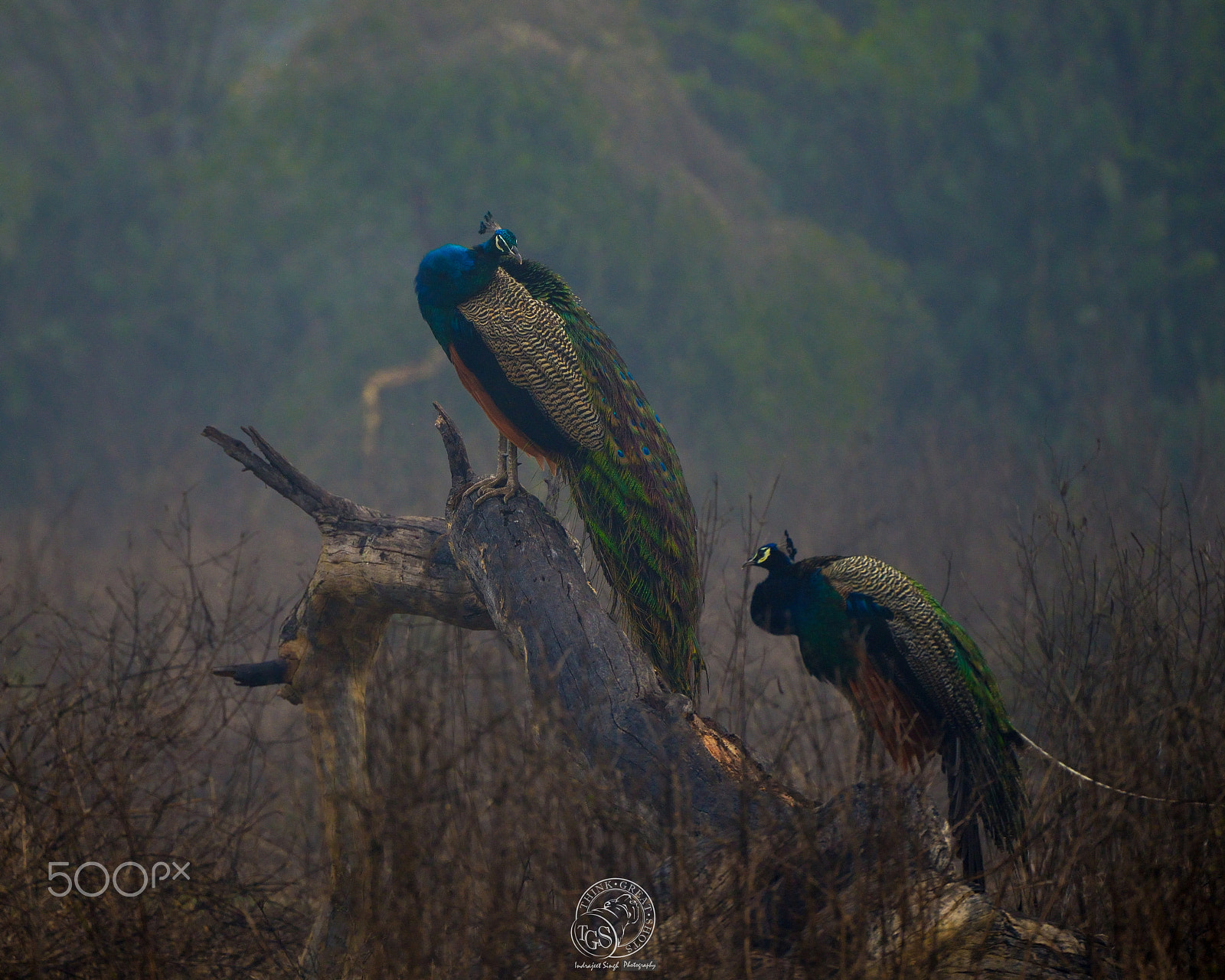 Nikon D600 sample photo. Peacock, waiting for the sun.... photography