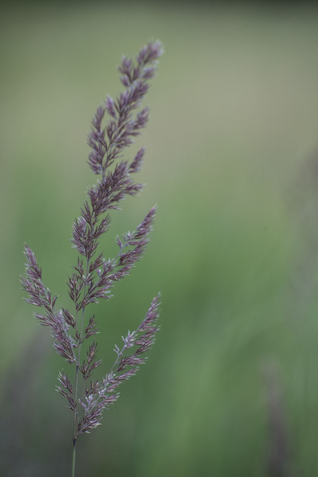 Tamron 18-270mm F3.5-6.3 Di II PZD sample photo. *** photography