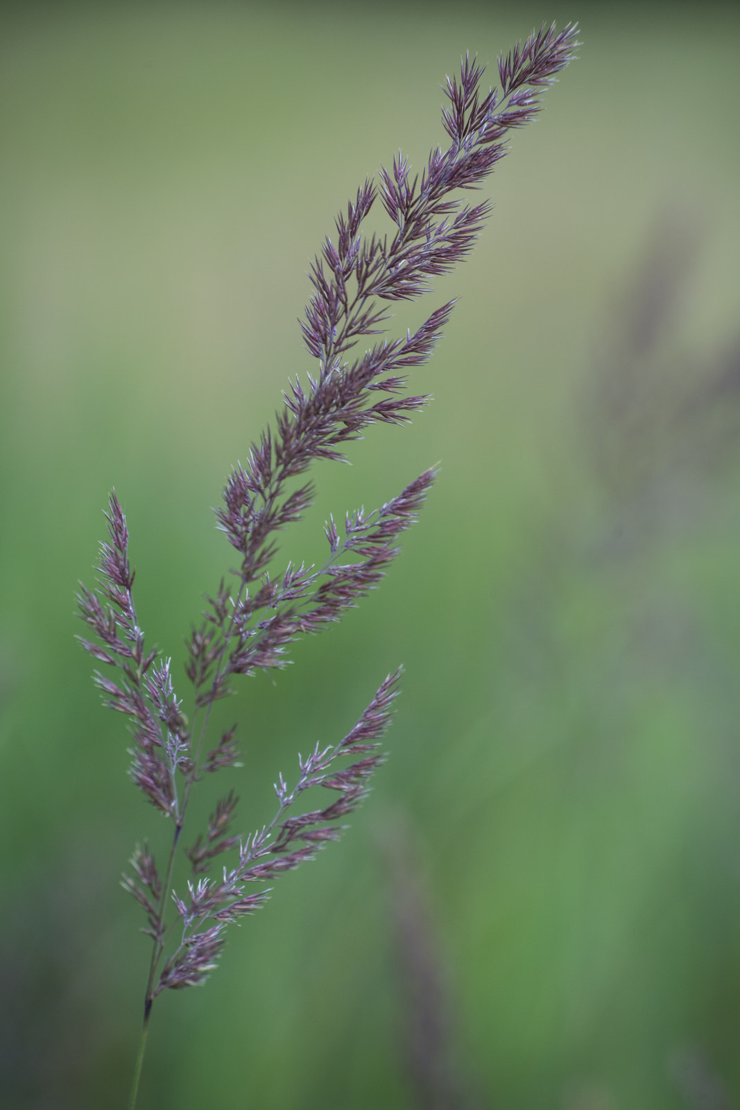 Tamron 18-270mm F3.5-6.3 Di II PZD sample photo. *** photography