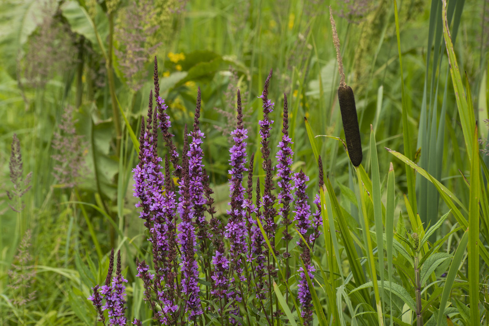 Tamron 18-270mm F3.5-6.3 Di II PZD sample photo. *** photography