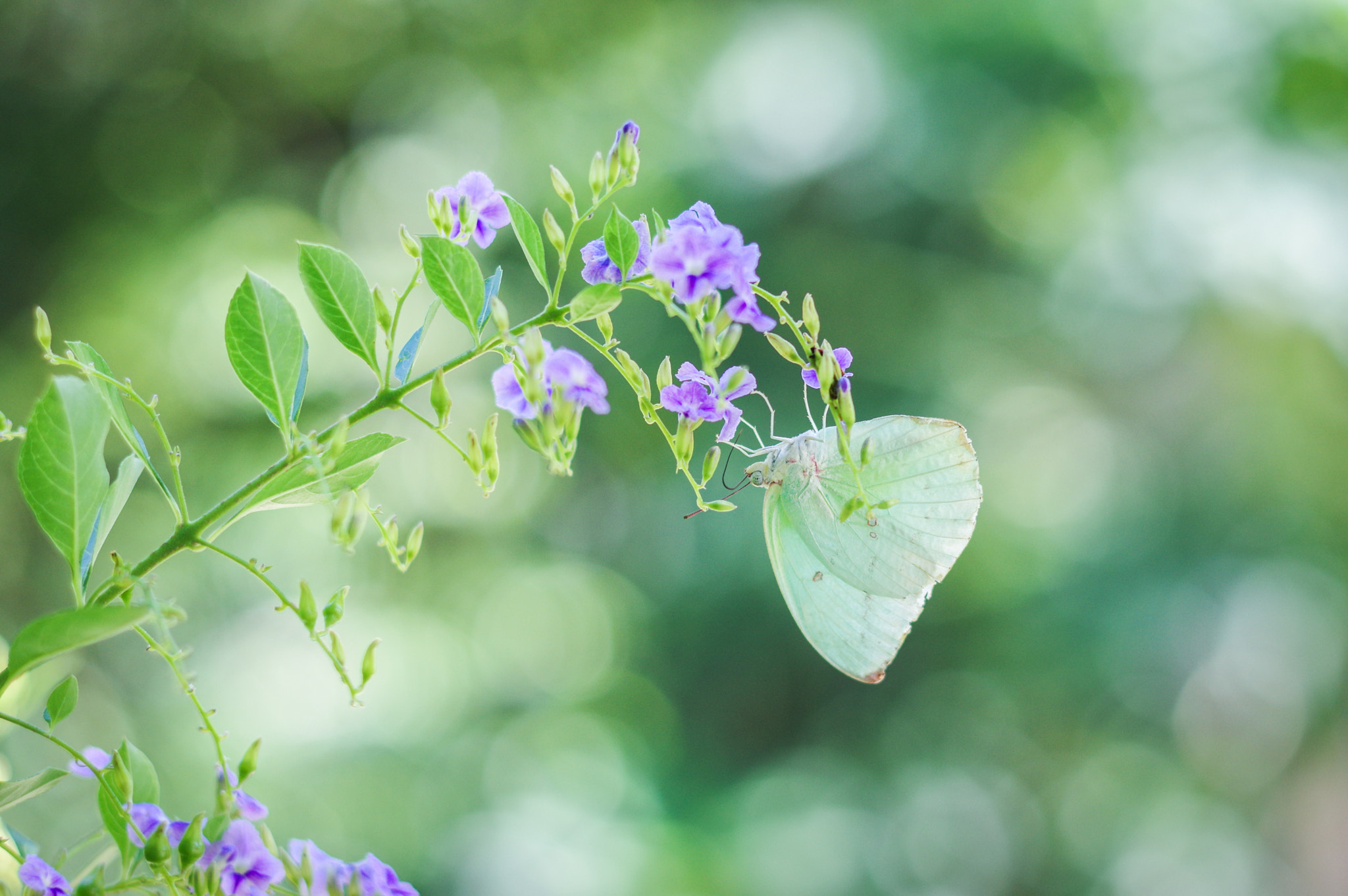 Pentax K-3 sample photo. Butterfly photography