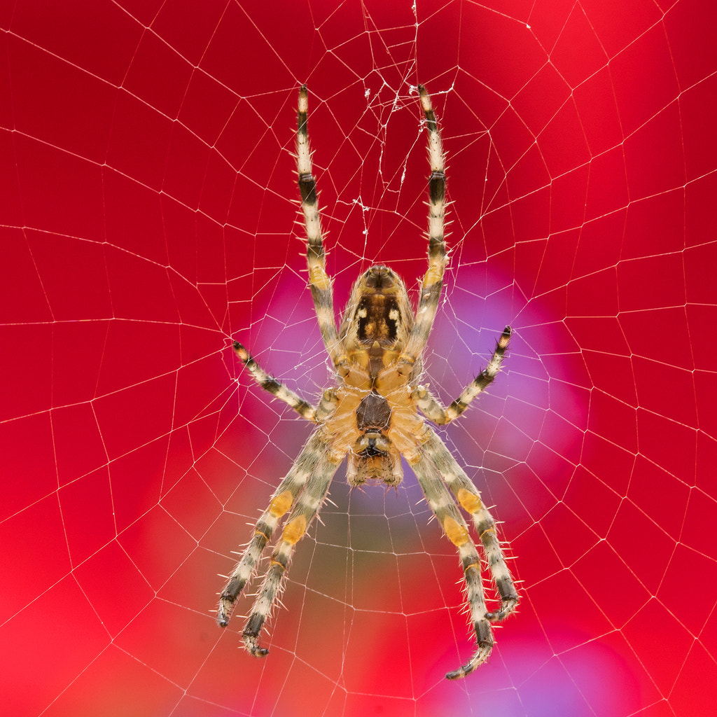 Sony ILCA-77M2 sample photo. Spider photography