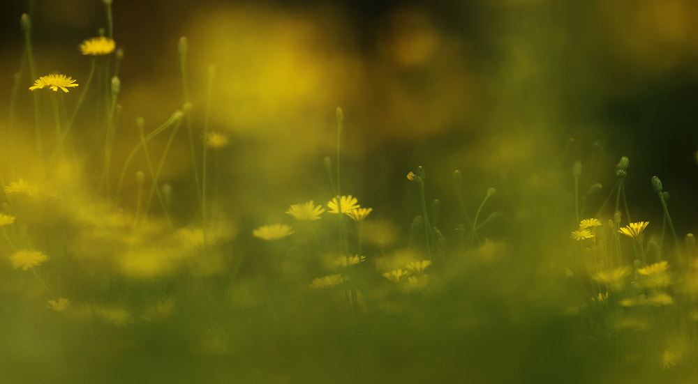 Nikon AF-S Nikkor 70-200mm F2.8G ED VR II sample photo. A mini landscape photography