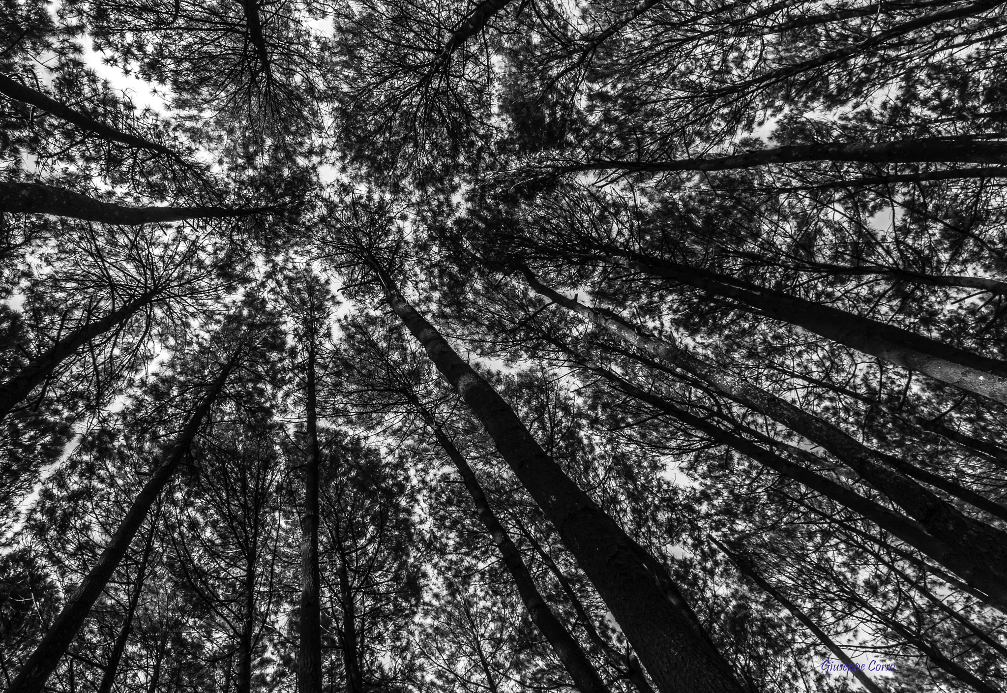 Canon EOS 450D (EOS Rebel XSi / EOS Kiss X2) sample photo. Pine forest photography