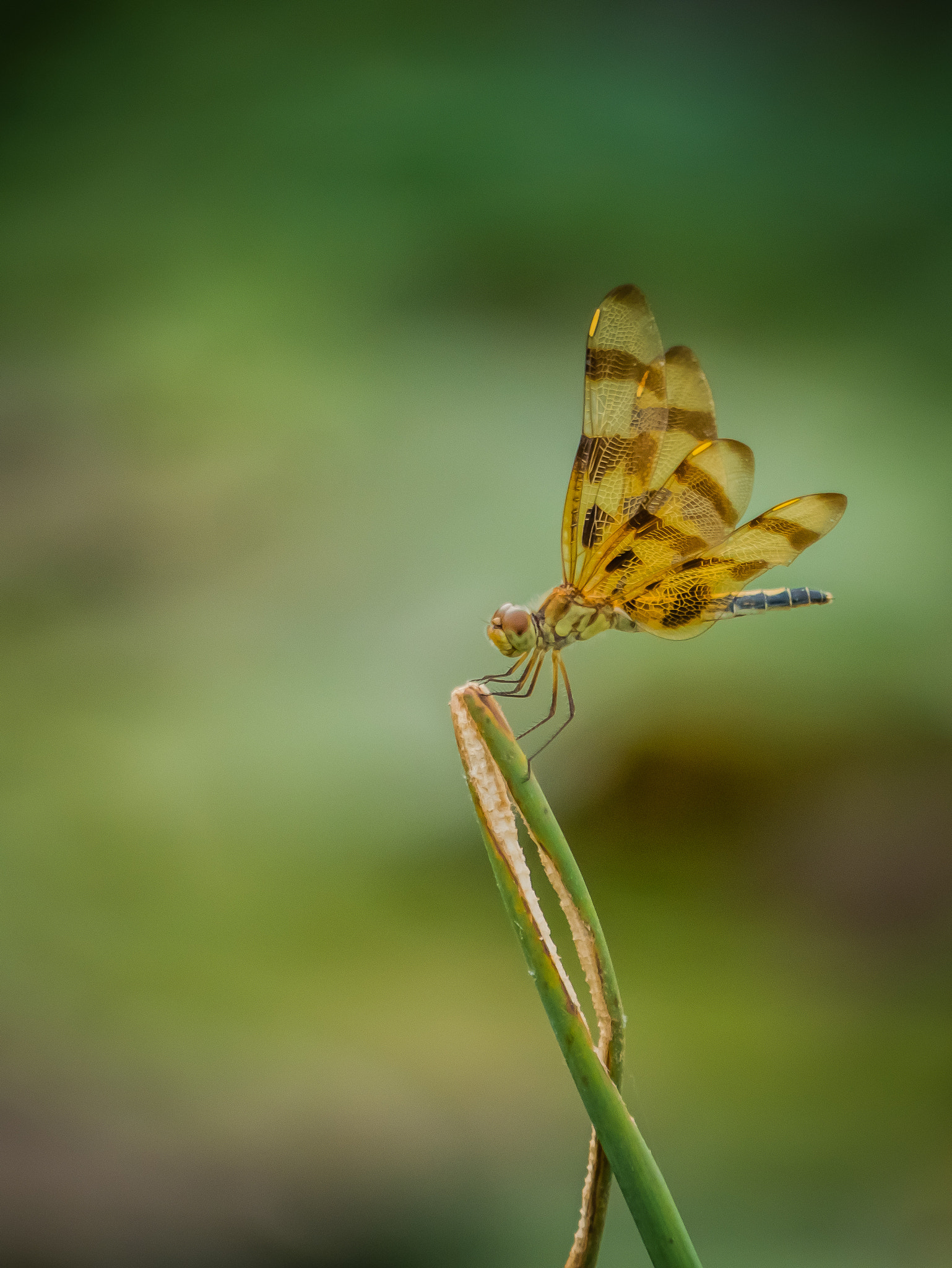 Panasonic Lumix G Vario 45-200mm F4-5.6 OIS sample photo. Halloween pennant dragonfly photography