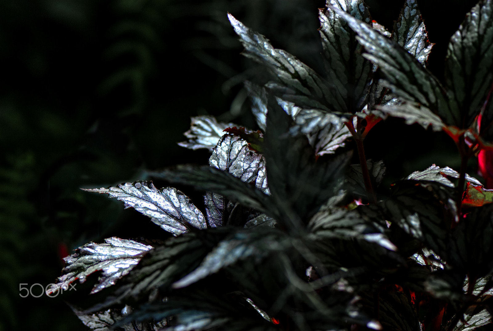 Nikon D200 + Nikon AF-S Micro-Nikkor 105mm F2.8G IF-ED VR sample photo. Silver foliage plants photography