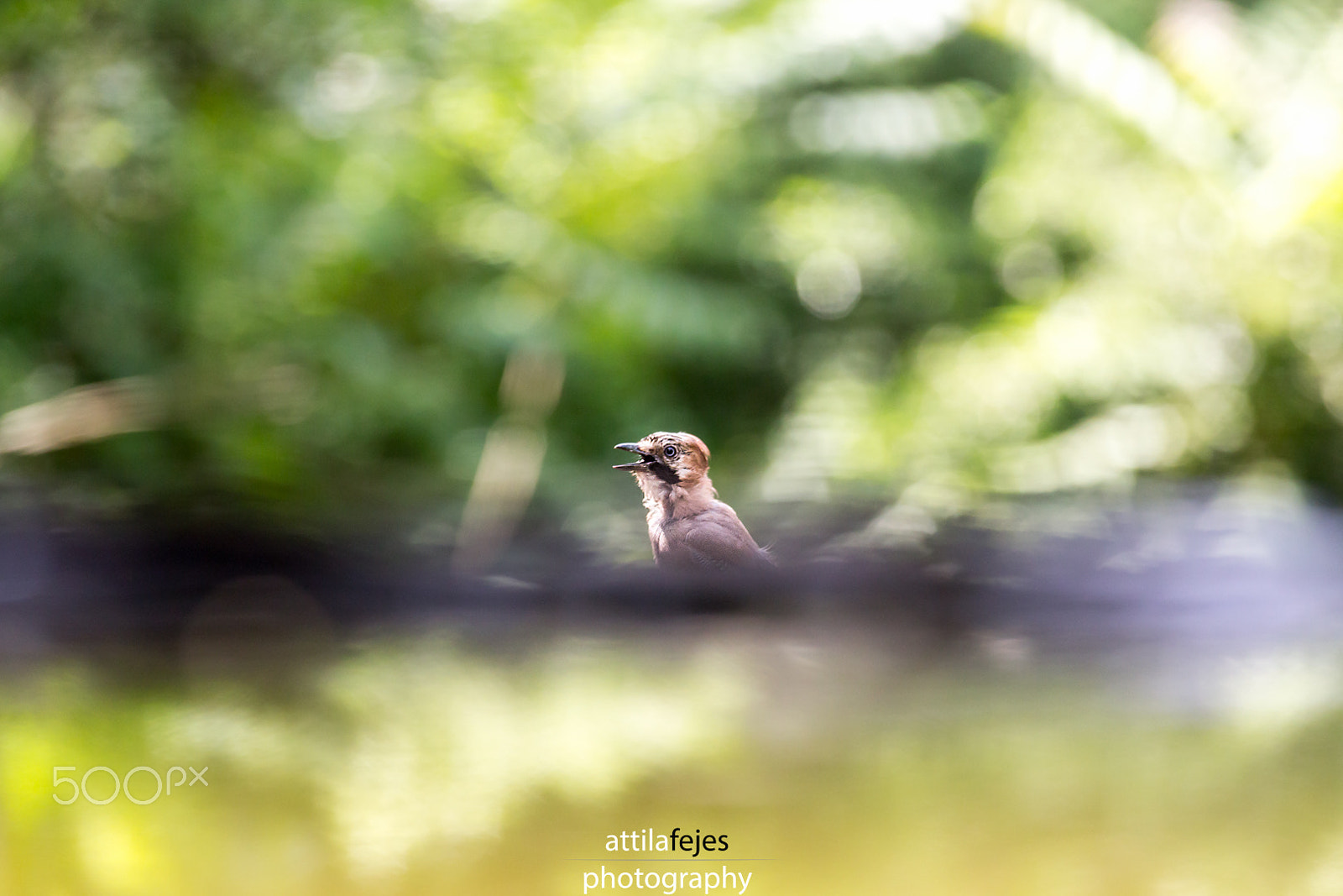 Canon EF 300mm f/2.8L + 1.4x sample photo. Szajkó photography